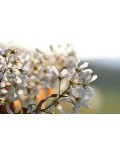 Amelanchier alnifolia Honeywood квіти